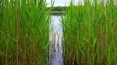Yüzücüler için turuncu işaretlerin kıyıdan yüzdüğü bir taş ocağı göleti manzarası. Kuzey Almanya 'da bulutlu gökyüzü ve sakin su ile birlikte bir sürü sazlık boyunca yüzüyor.