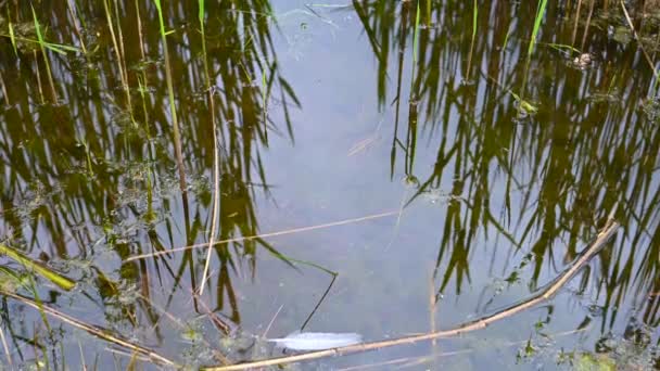 Vue d'un étang de carrière avec un accent particulier sur les plantes qui se reflètent dans l'eau du rivage avec un ciel couvert et de l'eau calme dans le nord de l'Allemagne 