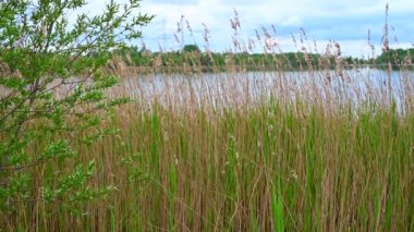Kuzey Almanya 'da bulutlu gökyüzü ve sakin su ile kıyıdan taş ocağı göleti manzarası