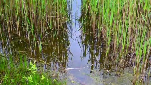 Blick Auf Einen Baggerteich Mit Besonderem Fokus Auf Pflanzen Die — Stockvideo