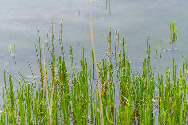 Kuzey Almanya 'da bulutlu gökyüzü ve sakin su ile kıyıdan suya yansıyan bitkilere özel bir odaklı taş ocağı göleti manzarası