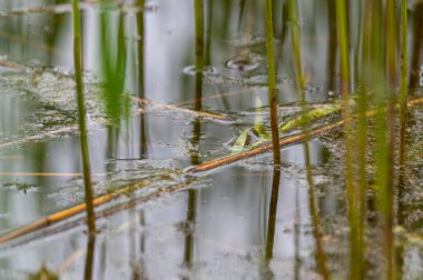 Kuzey Almanya 'da bulutlu gökyüzü ve sakin su ile kıyıdan suya yansıyan bitkilere özel bir odaklı taş ocağı göleti manzarası
