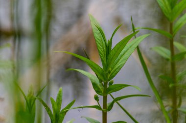 Taş ocağının sazlık göletlerinin manzarasına özel olarak bankadan gelen yeşil bir bitki üzerinde yoğunlaşıldı. Kuzey Almanya 'da bulutlu gökyüzü ve durgun su bulunan bir sürü sazlığın arasından.