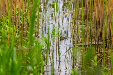 Kuzey Almanya 'da bulutlu gökyüzü ve sakin su ile kıyıdan sazlıklara uzanan sazlık gölet sazlıklarının manzarası
