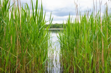 Kuzey Almanya 'da bulutlu gökyüzü ve sakin su ile kıyı boyunca uzanan bir taş ocağı göleti manzarası