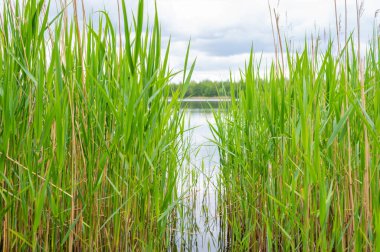 Kuzey Almanya 'da bulutlu gökyüzü ve sakin su ile kıyı boyunca uzanan bir taş ocağı göleti manzarası