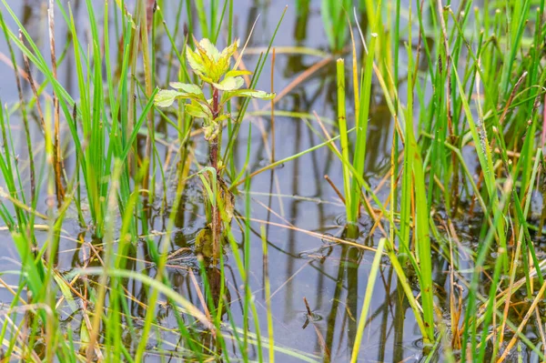 堤防からの緑の植物に焦点を当てた採石場池の葦の銀行の眺め曇りの空と北ドイツの穏やかな水 — ストック写真