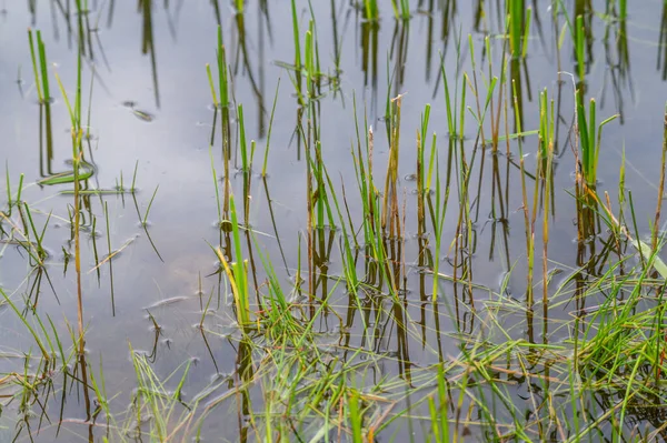 View Quarry Pond Special Focus Plants Reflected Water Shore Overcast — Stock Photo, Image