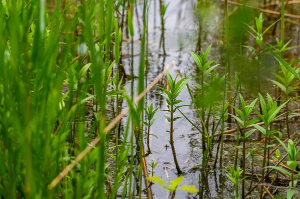 Vue Rive Roseau Des Étangs Carrière Rive Travers Beaucoup Roseaux — Photo