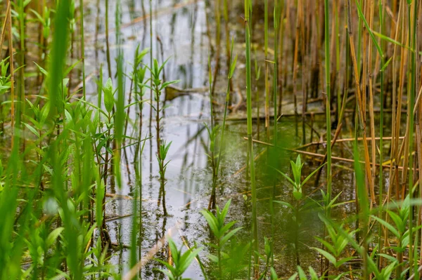 Kuzey Almanya 'da bulutlu gökyüzü ve sakin su ile kıyıdan sazlıklara uzanan sazlık gölet sazlıklarının manzarası