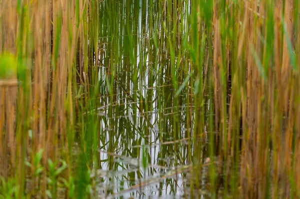 View Reed Bank Quarry Ponds Shore Lot Reeds Overcast Skies — Stock Photo, Image
