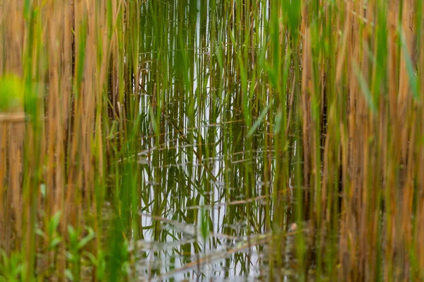 Vue Rive Roseau Des Étangs Carrière Rive Travers Beaucoup Roseaux — Photo