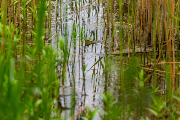 Vue Rive Roseau Des Étangs Carrière Rive Travers Beaucoup Roseaux — Photo