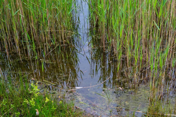 Vue Étang Carrière Depuis Rive Travers Beaucoup Roseaux Avec Ciel — Photo