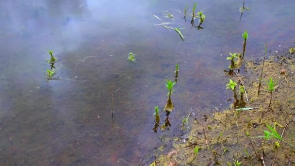 在德国北部 一个采石场池塘的景观 其特别关注的植物反映在来自海滨的水中 天空阴云密布 水平船静 — 图库视频影像