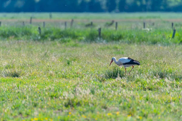 Una Cigüeña Aterriza Campo Bajo Sol Busca Comida Para Sus — Foto de Stock