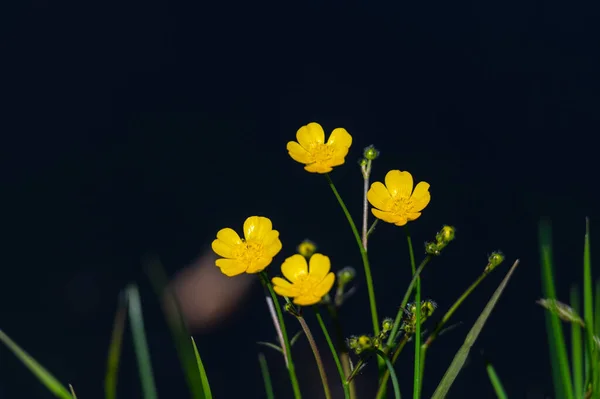 陽射しが強い川の上の小さな黄色い花 — ストック写真