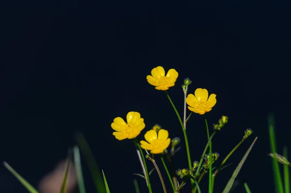 陽射しが強い川の上の小さな黄色い花 — ストック写真