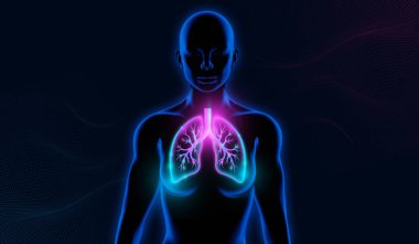 İnsan Solunum Sistemi Akciğerleri Anatomisi. Sağlık geçmişi için harika. 3d illüstrasyon.