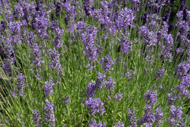 Yeşil bir alanda lavanta çiçekleri