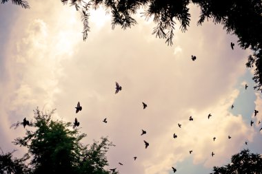 Kuş gökyüzünde uçuyor. 