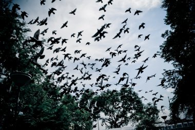 Kuş gökyüzünde uçuyor. 