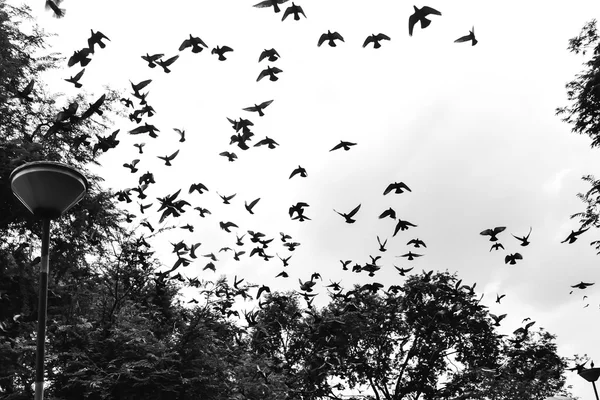 Vogel vliegen in de lucht — Stockfoto