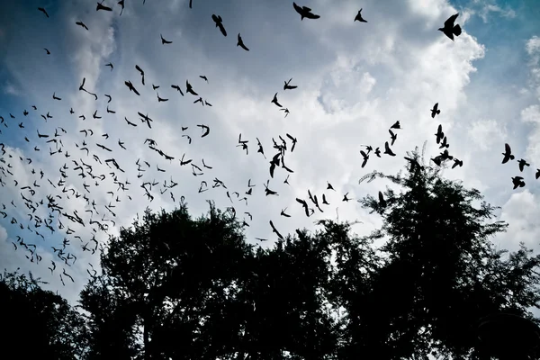 Πουλί που πετάει στον ουρανό — Φωτογραφία Αρχείου