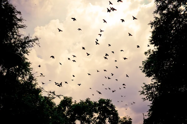 Vogel fliegt in den Himmel — Stockfoto