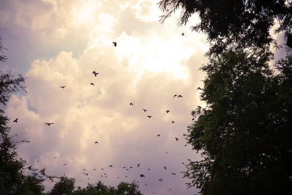 Vogel fliegt in den Himmel — Stockfoto