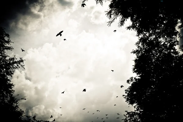 Pássaro voando no céu — Fotografia de Stock