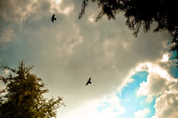 Vogel fliegt in den Himmel — Stockfoto