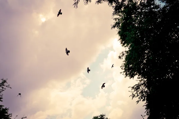 Pássaro voando no céu — Fotografia de Stock