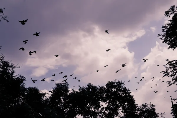 Vogel fliegt in den Himmel — Stockfoto