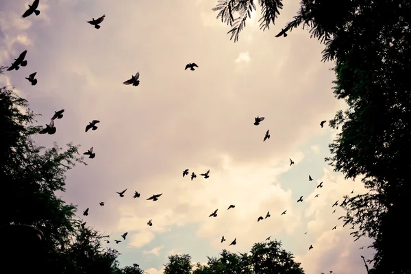 Vogel fliegt in den Himmel — Stockfoto