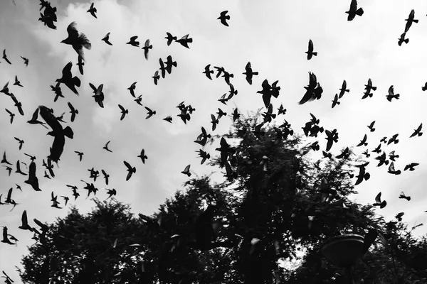 Vogel vliegen in de lucht — Stockfoto