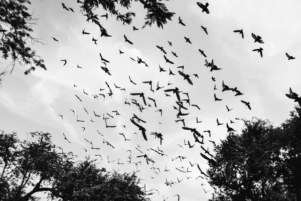 Pássaro voando no céu — Fotografia de Stock