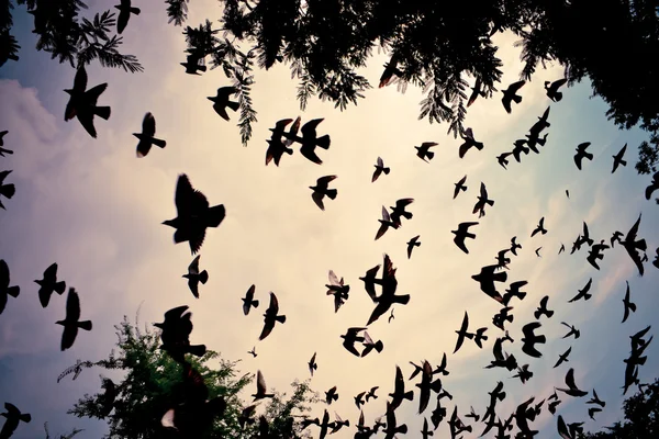 Uccello che vola nel cielo — Foto Stock