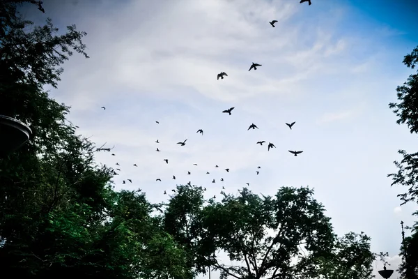 Pássaro voando no céu — Fotografia de Stock