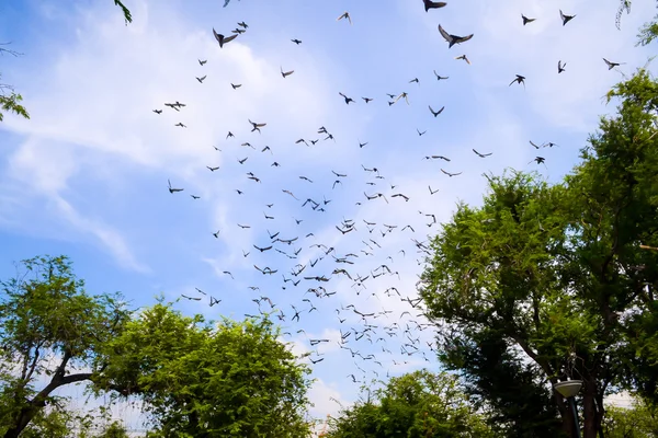 Vogel vliegen in de lucht — Stockfoto