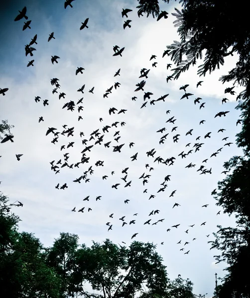 Πουλί που πετάει στον ουρανό — Φωτογραφία Αρχείου
