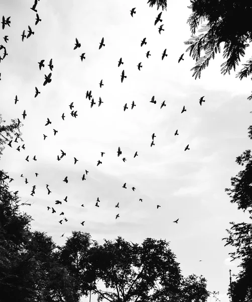 Pájaro volando en el cielo — Foto de Stock