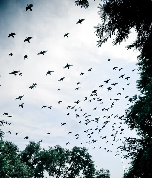 Pássaro voando no céu — Fotografia de Stock