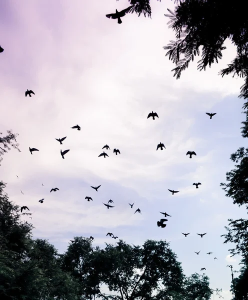 Pássaro voando no céu — Fotografia de Stock