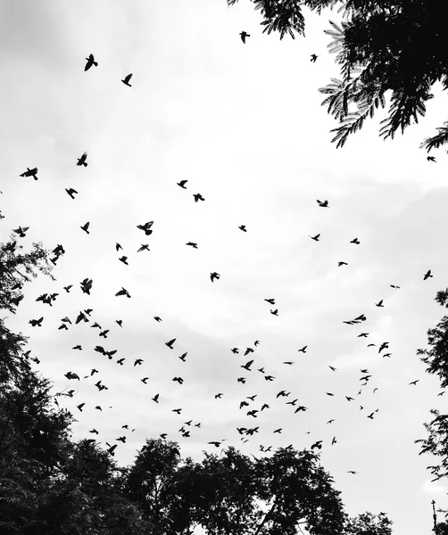 Vogel vliegen in de lucht — Stockfoto