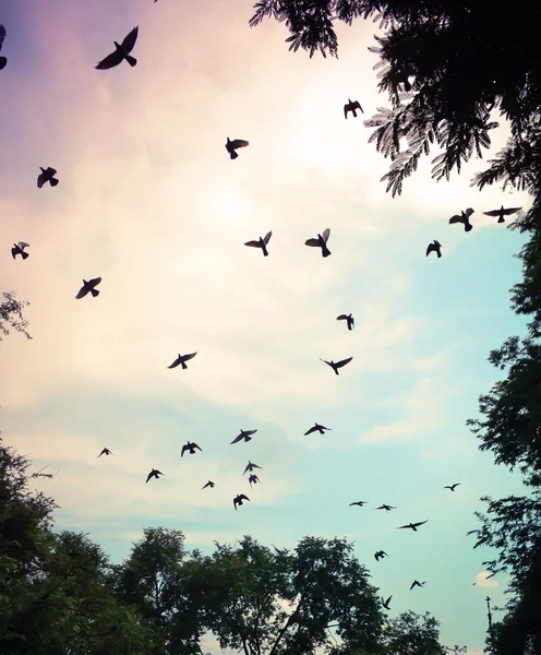Kuş gökyüzünde uçuyor. — Stok fotoğraf