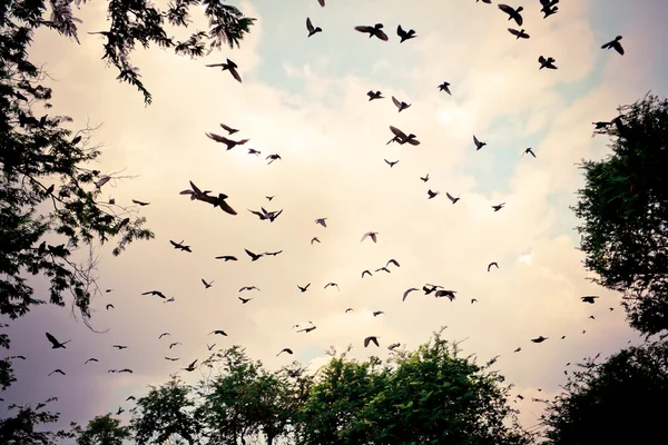 Vogel fliegt in den Himmel — Stockfoto