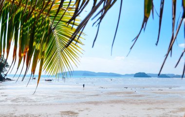 Hindistan cevizi yaprağı sahilde 