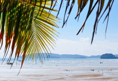 Hindistan cevizi yaprağı sahilde 