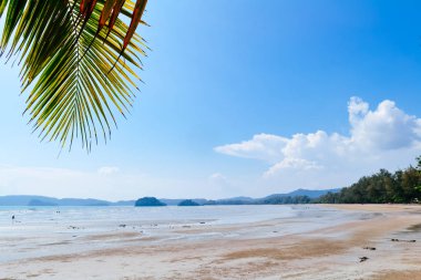 Hindistan cevizi yaprağı sahilde 